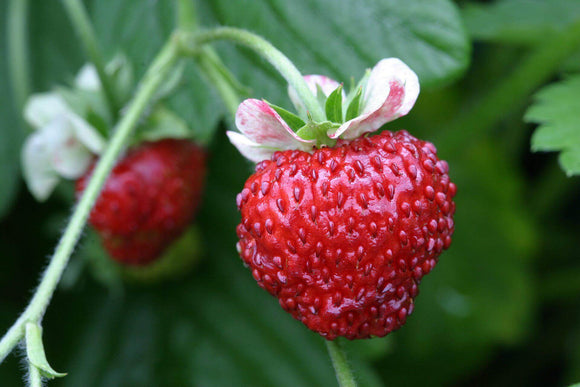 Strawberry - Mignonette Alpine (Seeds)