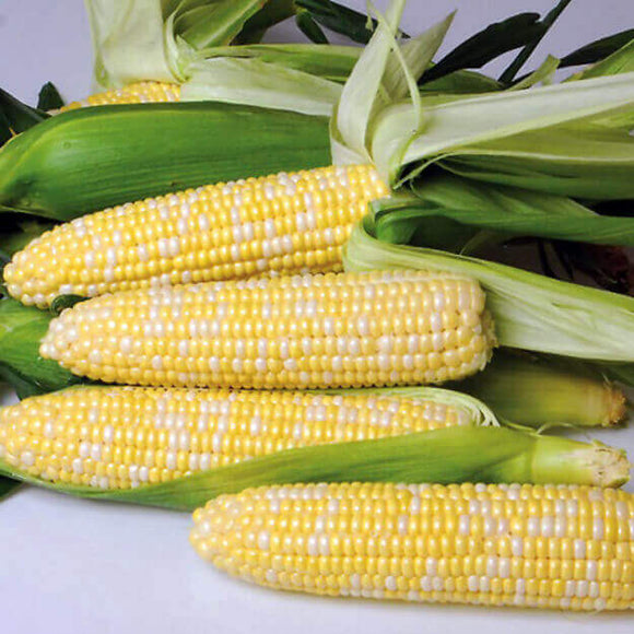 Corn - Nirvana Hybrid (Seeds)