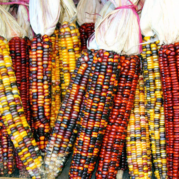 Ornamental Corn (Seeds)