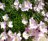 Showy Evening Primrose - Oenothera Speciosa (Seeds)