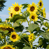 Sunflower - Lemon Queen (Seeds)