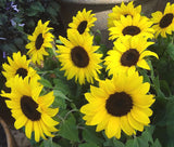 Sunflower - Lemon Queen (Seeds)