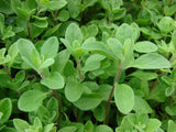 Sweet Marjoram (Seeds)