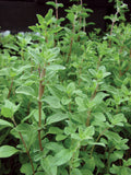 Sweet Marjoram (Seeds)