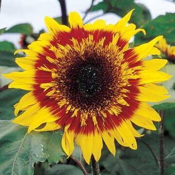 Sunflower - The Joker Hybrid (Seeds)