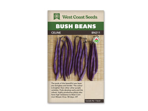Bean - Celine Organic (Seeds)