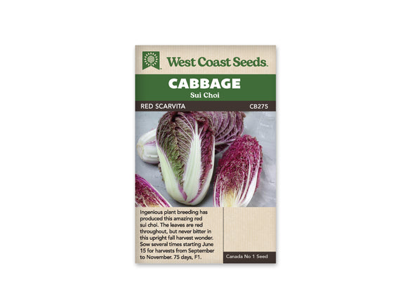 Cabbage - Red Scarvita Sui Choi (Seeds)