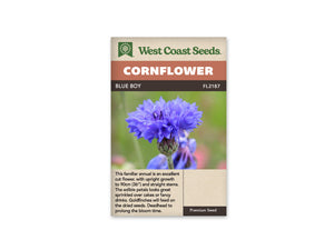 Cornflower - Centaurea Blue Boy (Seeds)