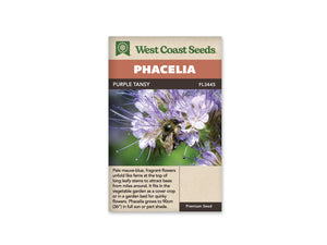 Phacelia - Purple Tansy (Seeds)