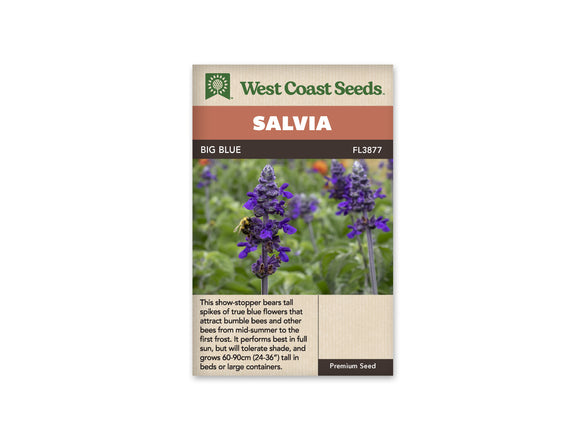 Salvia - Big Blue (Seeds)