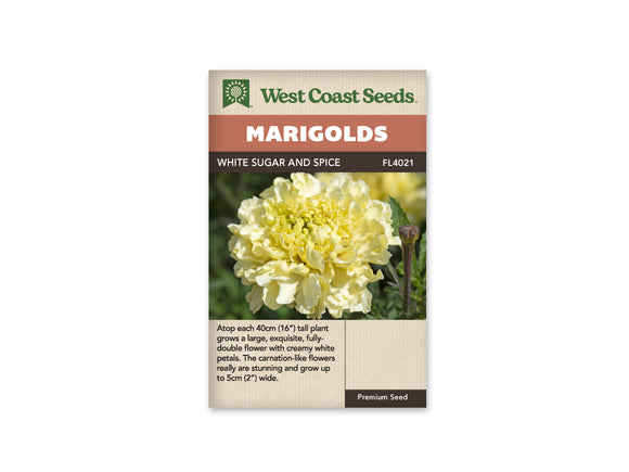 Marigolds - Sugar and Spice White (Seeds)