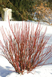 Dogwood - Arctic Fire Red