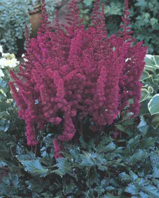 Astilbe - Visions in Red