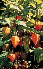 Chinese Lantern (Seeds)