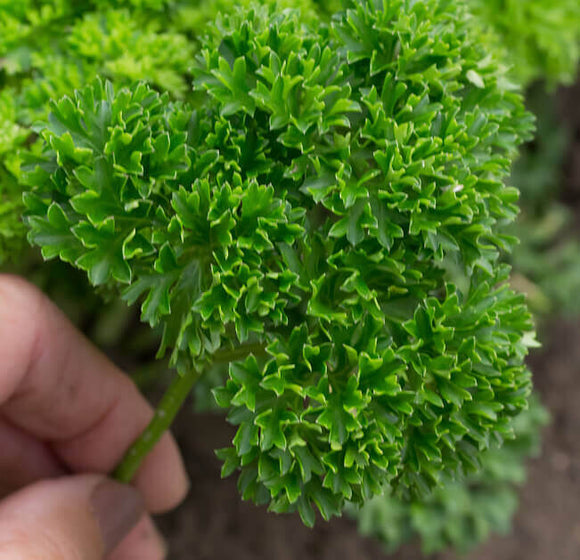 Seed Tape - Parsley Moss Curled (Organic)