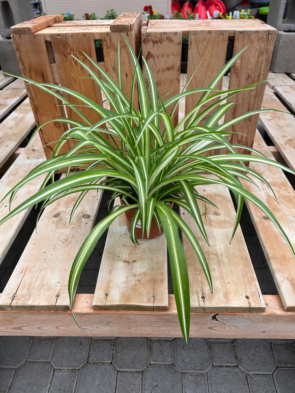spider plant maria Spider Plant