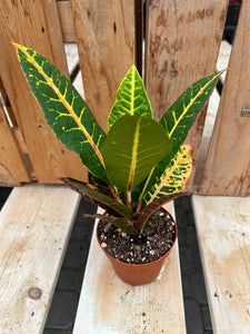 Croton - Petra 4"