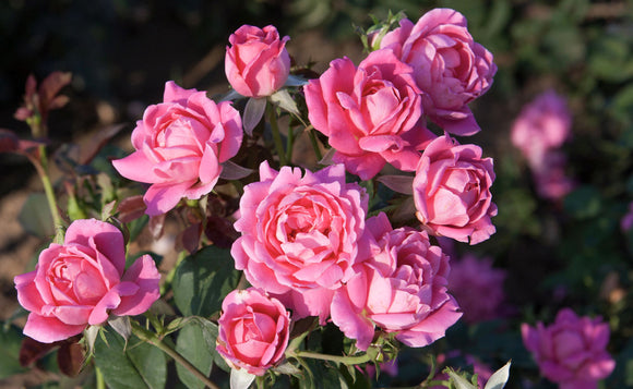 Rose - Double Knockout Pink