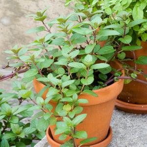 Sweet Marjoram (Seeds)