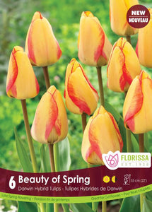 Tulip Bulbs - Beauty of Spring