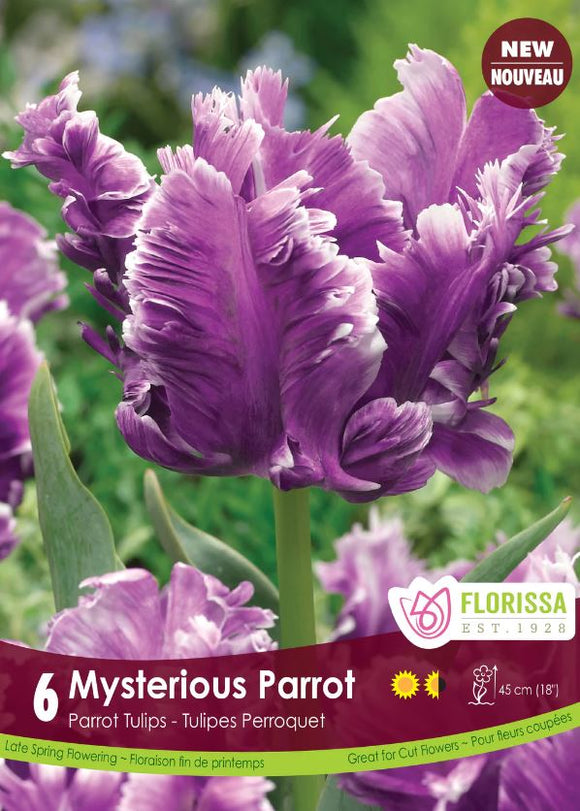 Tulip Bulbs - Mysterious Parrot