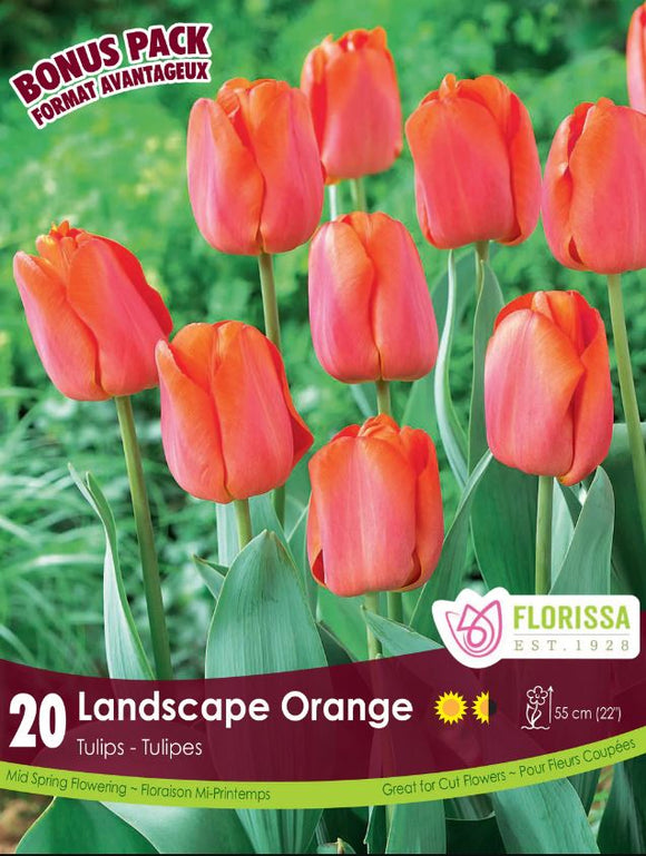 Tulip Bulbs - Landscape Orange