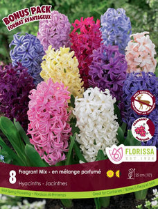 Hyacinth Bulbs - Fragrant Mix