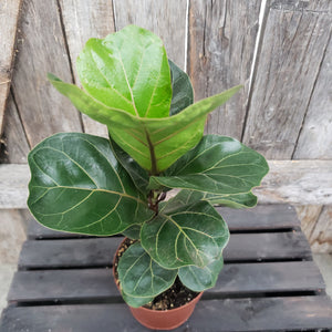 Ficus Lyrata (Fiddle Leaf Fig) 5" - Dwarf Bambino