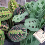 Prayer Plant 5" Assorted