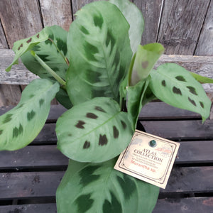 Prayer Plant 5" Assorted