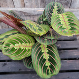 Prayer Plant 5" Assorted