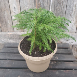 Norfolk Island Pine 6"