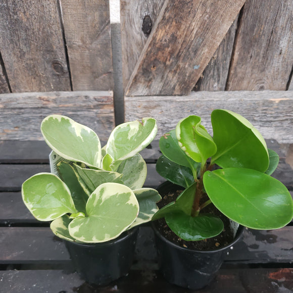 Peperomia Assorted 3.5