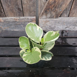 Peperomia Assorted 3.5"