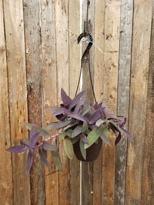 purple heart plant hanging basket Setcreasea (Purple Heart) 6.5" Hanging Basket – Sunset Nursery