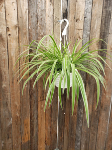 Spider Plant Reverse Variegation 8" Hanging Basket
