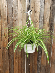 Spider Plant 8" Hanging Basket