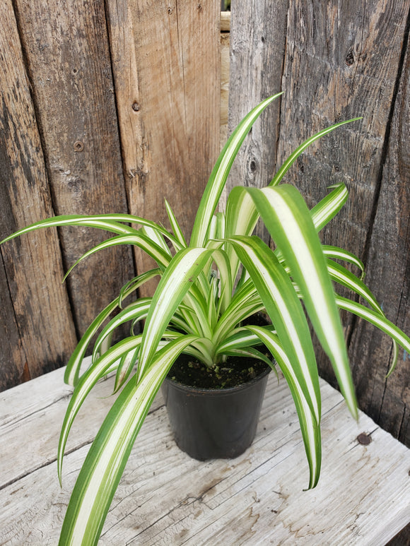 Spider Plant 3.5