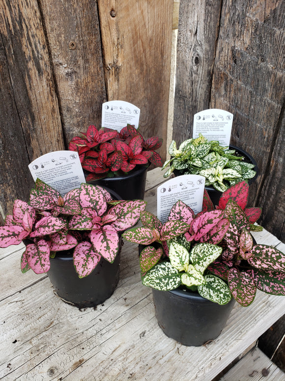 Polka Dot Plant (Assorted Colours)