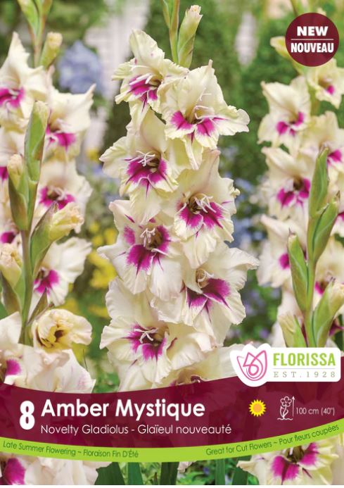 Gladiolus Bulbs - Amber Mystique