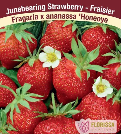 Strawberry - Honeoye Junebearing