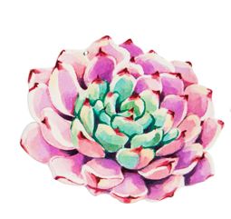Screen Savers - Succulent Pink and Green