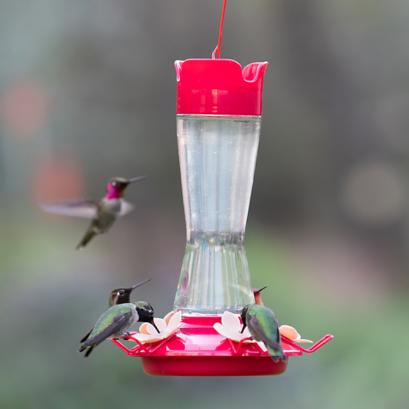 Hummingbird Feeder - Top Fill