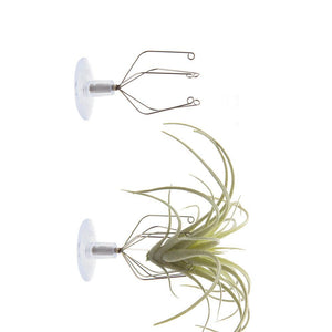 Air Plant Holder - Suction Cup