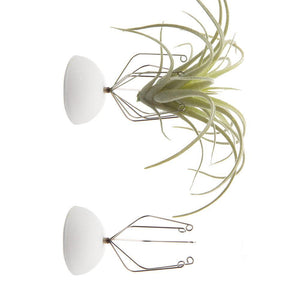 Air Plant Holder - Wall Mount