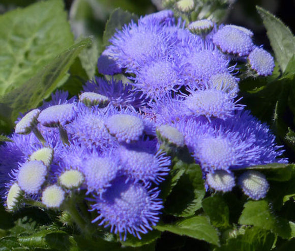 Ageratum (Flossflower) - Blue Mink (Seeds)