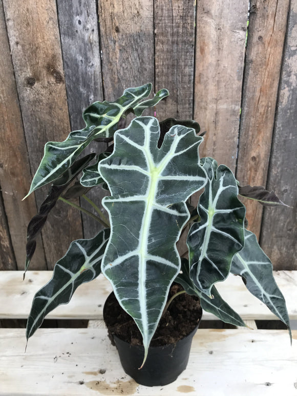 Alocasia - Polly (Elephant's Ear/African Mask)