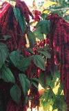 Amaranthus - Love Lies Bleeding (Seeds)