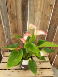 Anthurium - Livium Two Toned (Flamingo Flower)