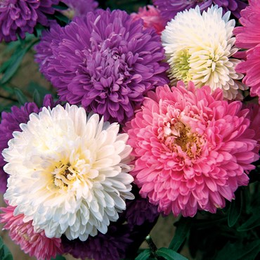 Aster - Giant Crego Mixed (Seeds)